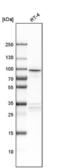 AP1G2 Antibody, Novus Biologicals:Antibodies:Primary Antibodies